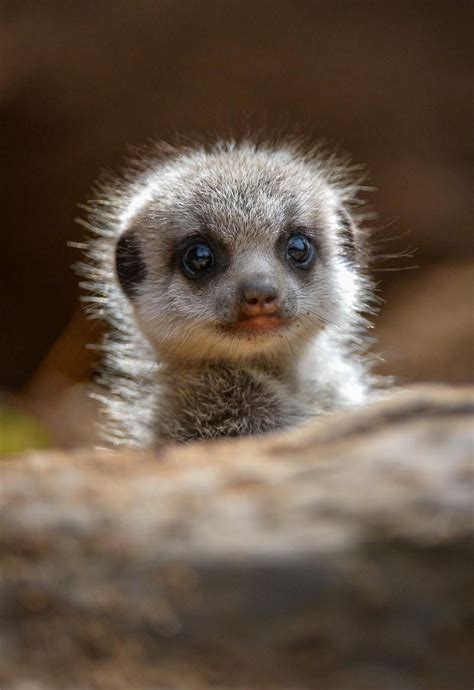 Meerkat pup | Cute animals, Cute baby animals, Baby animals