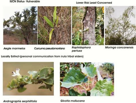 Conservation status of plant species. | Download Scientific Diagram