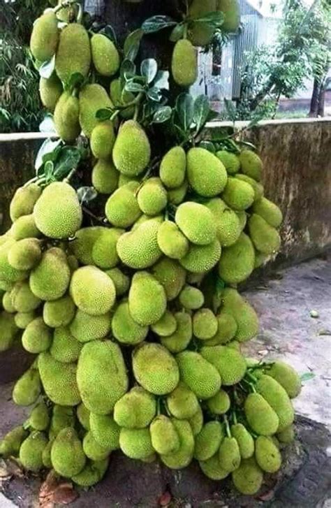 Buy Plant House Live Jack Fruit Tree Rare - Tropical 1 Healthy Plant - ' Dwarf Jackfruit ...