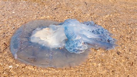 Jelly fish sting: Should you pee on it? | wcnc.com