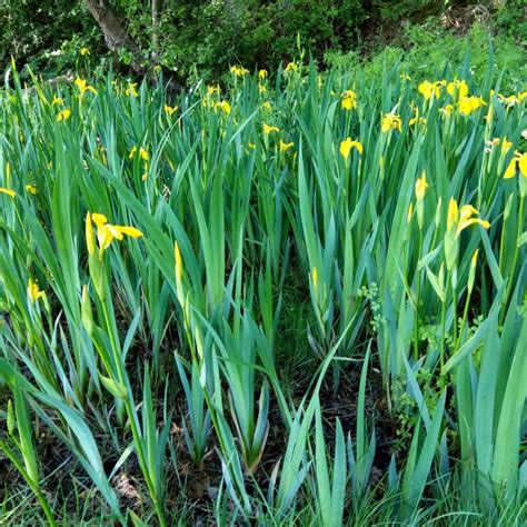 Yellow Flag Iris - Iris pseudacorus - Shipton Bulbs