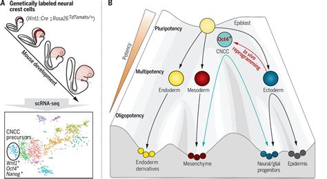 Three adult derivatives neural crest Cranial neural crest – Telegraph