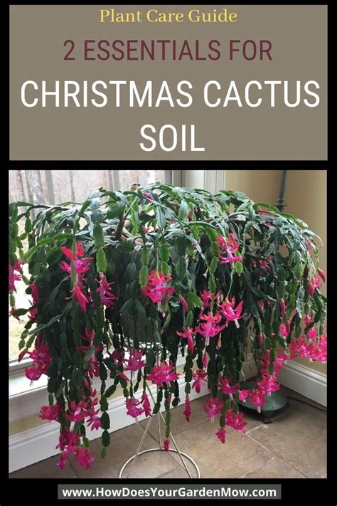 Christmas cactus soil pot guide 2 essentials – Artofit