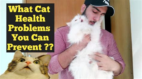 Persian Cat & Kitten Health Problems | How to Avoid Cat health problems | Cat & Kitten Health ...