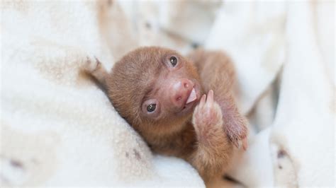 Too Cute Baby Sloths