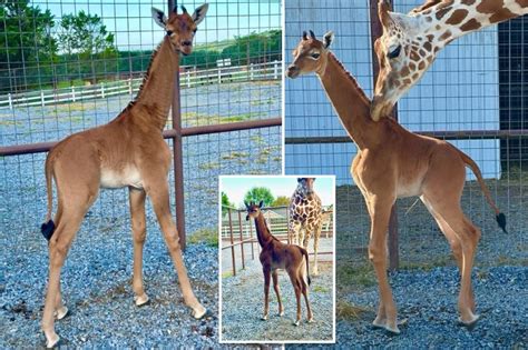 One-of-a-kind spotless giraffe born in Tennessee zoo – DNyuz