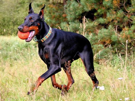 Doberman Pinscher; A Message | Spirit Animal Totems