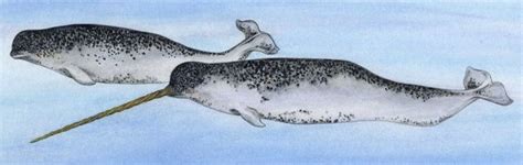 Narwhal - Animals Affected by Climate Change