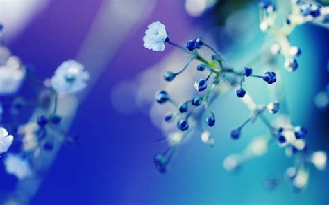 1600x1000 flowers nature macro blue flowers wallpaper - Coolwallpapers.me!