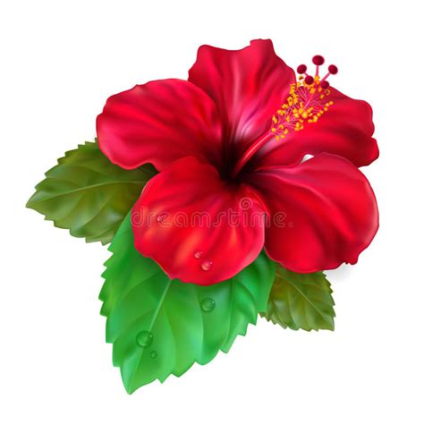 Bunga Raya Vector Png / Premium Vector Hibiscus Flowers Floral Vector ...