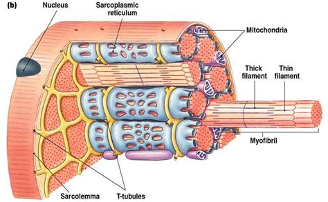 [SOLVED] Sarcolemma is The Cell membrane that encloses each mus - Self ...