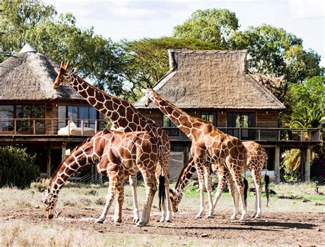 Seven Days of Extraordinary Safari in Northern Kenya | goop