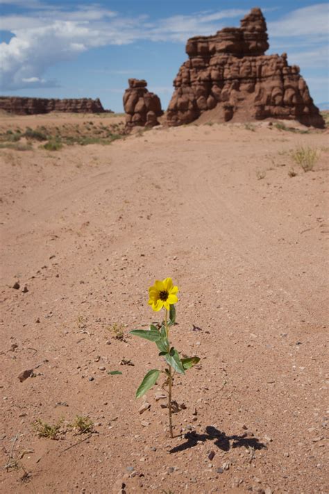 Wildflower In Utah Desert Free Stock Photo - Public Domain Pictures