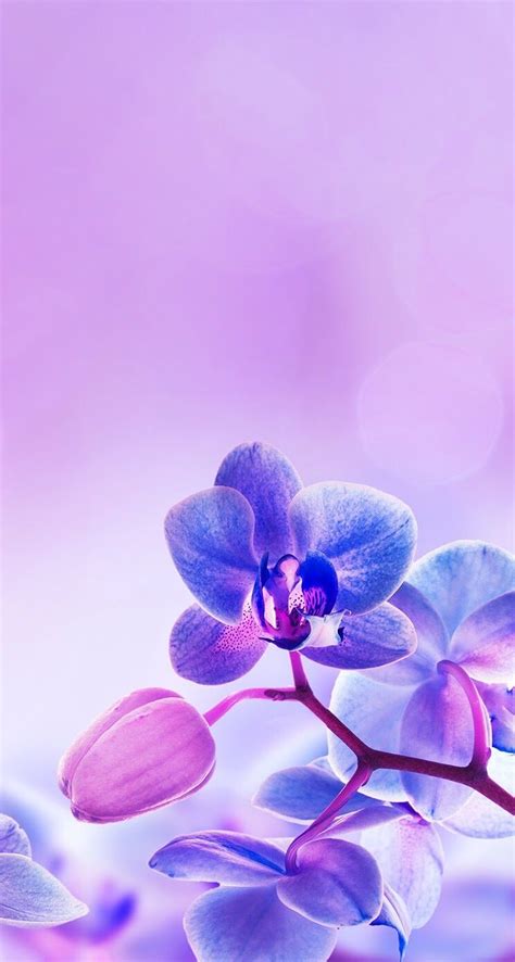 Purple Orchid Aesthetic