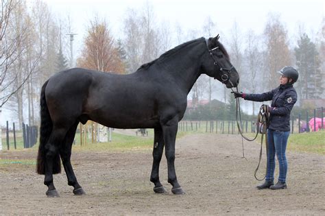 Riding-horse type Finnhorse stallion Lavilan Viljo. Photo © Suomen Hippos/Pirje Fager-Penttilä ...