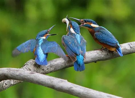 Kingfisher Facts | Kingfisher Habitat & Diet