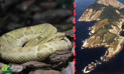 The $30,000 Snake: Why Modern-Day Pirates Risk Death to Sneak Onto ...