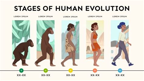 STAGES OF HUMAN EVOLUTION