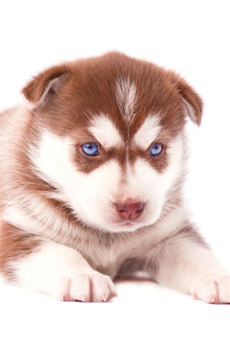 Brown husky puppy with blue eyes, isolated on white background #siberianhusky | Brown husky ...