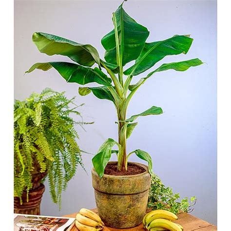 Musa "Novak" Super Dwarf Miniature BANANA: Grows Only 3-4' Tall!! The ...