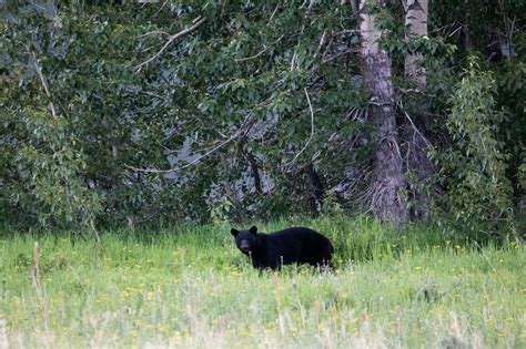 5 Fantastic U.S. National Parks to See Black Bears in the Wild - The National Parks Experience