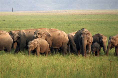 Elephant habitat in the Indian subcontinent to shift towards the Himalayas, says study