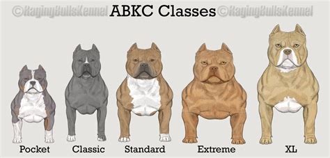 WHAT IS A POCKET SIZE AMERICAN BULLY? MICRO VS POCKET, STANDARD, XL ...