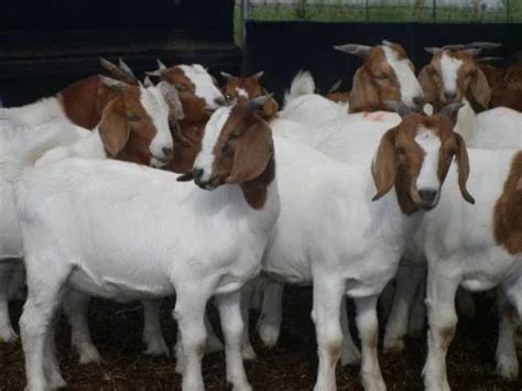 Boer Goats 100% Pure Breed at Rs 8264/pair | African Boeras in Port ...