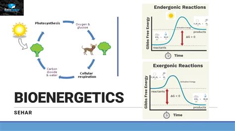 Introduction of Bioenergetics Part 1 - YouTube