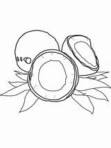 Coconut coloring page  ColouringPages sketch template