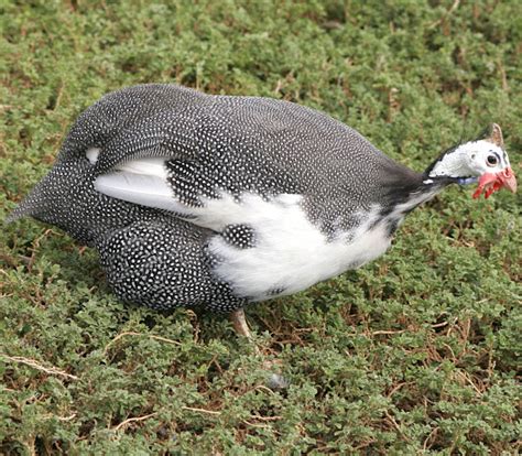 Guinea Fowl Farming: Start Profitable Commercial Business