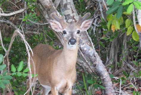 Florida Keys wildlife: 12 animals not to miss & when to see them