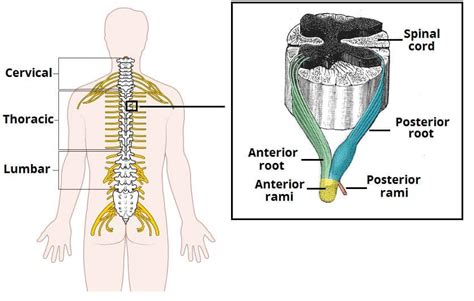 The Spinal Cord - Meninges - Vasculature - TeachMeAnatomy