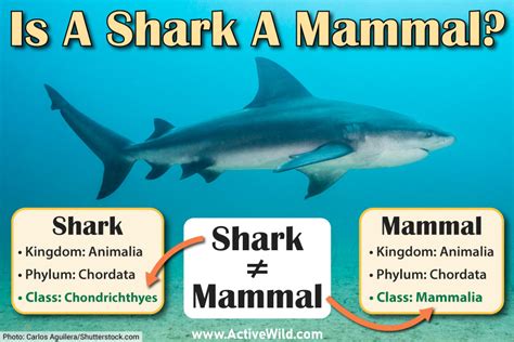 Are Sharks Mammals? Is A Shark A Mammal Or A Fish?