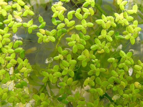 Duckweed | Top view of the duckweed plants trying to take ov… | Flickr