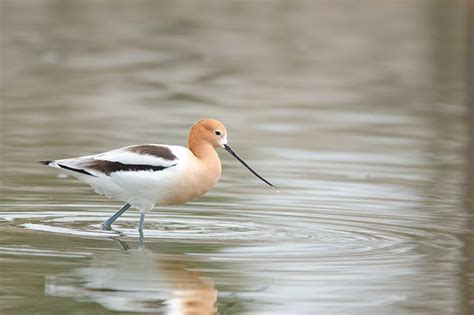 20 Wading Bird Species Found in Florida (ID Guide)