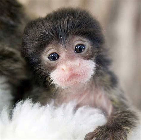 Emperor Tamarin – Saguinus imperator - Mammals