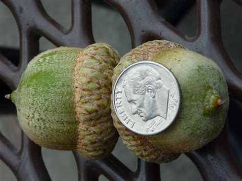 Acorns and leaves of a pin oak tree in Reno's Crissie Caughlin Park, Nevada