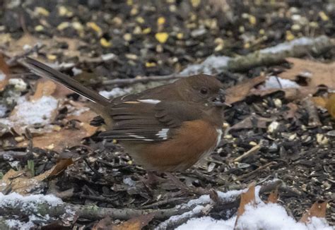 Eastern Towhee Showed Up Yesterday | Great Bird Pics