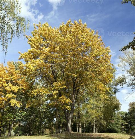 Yellow maple foliage 9710106 Stock Photo at Vecteezy