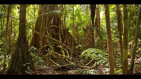 PADUREA AMAZONIANA - YouTube