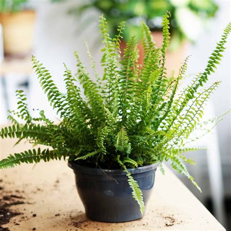 Nephrolepis exaltata 'Green Lady' Indoor Fern 12cm Pot — Plant House ...