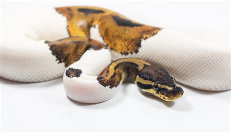 Top 5 Recessive Ball Python Morphs | BALL PYTHON BREEDER UK