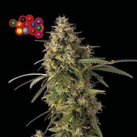 Seedsman Seeds Zkittles Autoflower 5-Pack – Epic Wholesale Seeds