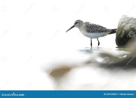 A First Calendar Year Curlew Sandpiper Foraging during Fall Migration ...