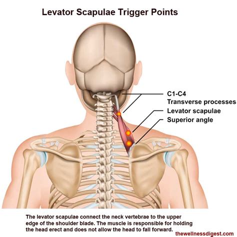 Levator Scapulae Muscle: Neck, Shoulder, Headache, Pain - The Wellness Digest