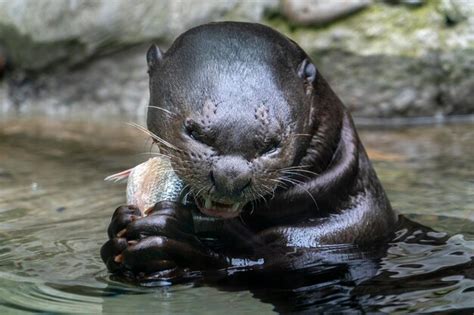 Premium Photo | Otter eating a fish in a river