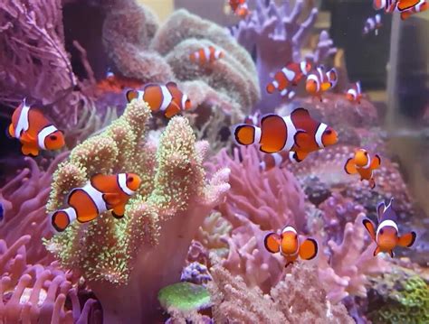 What Do Clownfish Eat in an Aquarium? Best Feeding Diet Plan