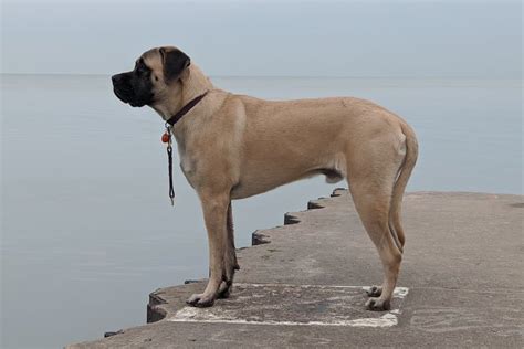 Do Mastiffs Have Health Problems