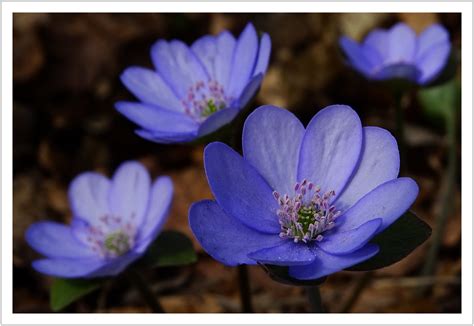 Waldschönheit | Leberblümchen (Hepatica nobilis, Syn.: Anemo… | Flickr